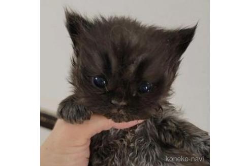 成約済の長野県のエキゾチックショートヘア-43528